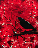 Raven in Red Tree